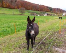 _M4_6396-eselweide-luderhof-buetikofen-kirchberg-raw