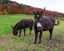 _M4_6416-esel-luderhof-buetikofen-kirchberg-raw