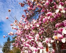 _R5_4203-magnolie-solothurnstrasse-kirchberg-raw-topaz