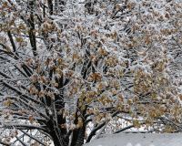 _R7_1720-lindenbaum-schnee-winter