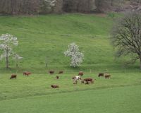 _R7_4353-fruehling-kuehe-buetikofen-kirchberg