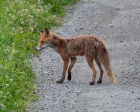 _R7_4520-fuchs-erwachsen-buetikofen-topaz