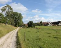 _R7_4538-buetikofen-sommer-feldweg-weide