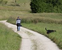 _R7_4551-buetikofen-sommer-feldweg-hund