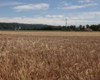 _R5_3916-kirchberg-sommer-kornfeld-gerste-sandeggen-1