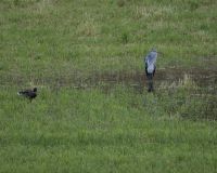 _R7_4705-graureiher-stockente-regenwasser-buetikofen