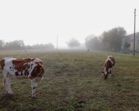 _R5_3084-kuhweide-nebel-herbst-mülibüüne-kirchberg