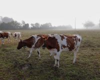 _R5_3091-kuhweide-nebel-herbst-mülibüüne-kirchberg