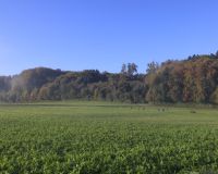 _R5_3113-nebel-herbst-kuhweide-waldrand-buetikofen-kirchberg