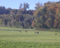 _R5_3116-nebel-herbst-kuhweide-waldrand-buetikofen-kirchberg