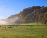 _R5_3121-nebel-herbst-kuhweide-waldrand-buetikofen-kirchberg