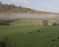 _R7_5083-nebel-hochlandrinder-buetikofen-kirchberg