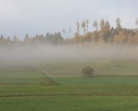 _R7_5086-nebel-herbstwald-buetikofen-kirchberg