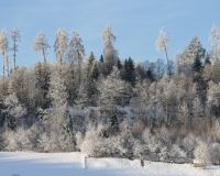 _R7_5130-buetikofen-wald-kirchberg-winter-raureif