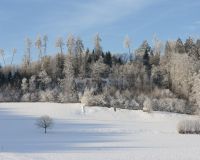 _R7_5135-buetikofen-waldrand-kirchberg-winter-raureif