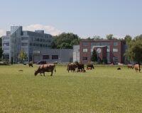 _R5_3437-kuehe-industrie-neuhof-basys-spitex-kirchberg
