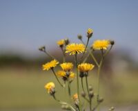 _R5_3442-wiesen-pippau-blume-gelb-kirchberg