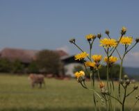 _R5_3447-wiesen-pippau-neuhof-12-kirchberg