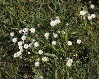 _R5_3452-gaensebluemchen-kirchberg