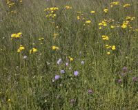 _R5_3467-blumenwiese-fruehling-kirchberg