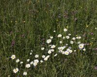 _R5_3470-blumenwiese-margeriten-kirchberg
