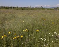 _R5_3473-blumenwiese-industrie-kirchberg