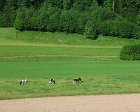 CR7_5420-kuhweide-buri-buetikofen-kirchberg