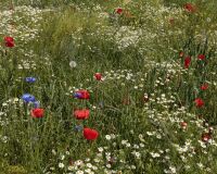 _R5_9469-blumenwiese-sommer-alchenflueh
