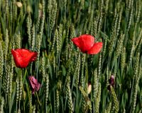 _R5_9489-mohnblumen-getreidefeld-alchenflueh