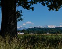 _R5_9583-eichenbaum-alpen-eiger-moench-jungfrau-alchenflueh