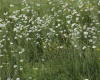 _R7_5424-margeriten-wiese-buetikofen-kirchberg