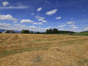 20250717-sommer