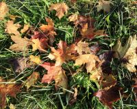 _R5_5182-ahornbläter-herbst-chleehof-kirchberg