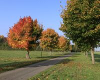 _R5_5185-ahornalle-herbst-milchgässli-kirchberg