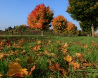 _R5_5194-ahornalle-herbst-milchgässli-kirchberg-a