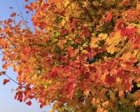 _R5_5196-ahornbläter-herbst-milchgässli-kirchberg