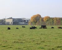 _R5_5198-kühe-juraweg-balmbergweg-kirchberg