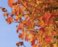 _R5_5203-ahornblätter-herbst-milchgässli-kirchberg