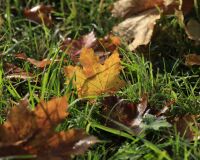 _R5_5209-ahornblätter-herbst-kirchberg