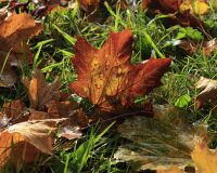 _R5_5211-ahornblätter-herbst-kirchberg