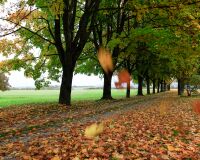 _R5_5258-chleehof-alle-herbstlaub-kirchberg