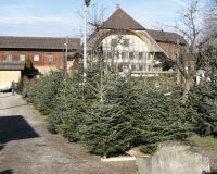 _R5_1502-weihnachtsbaum-luderhof-buetikofen-kirchberg
