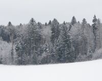 _R7_5608-winter-schnee-waldrand-buetikofen-kirchberg