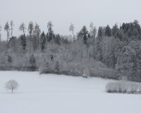 _R7_5610-winter-neuschnee-waldrand-buetikofen-kirchberg