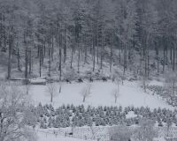 _R7_5618-winter-schnee-wald.reiter-pferde-buetikofen-kirchberg