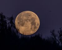 _R7_5591-vollmond-kraehe-wald-buetikofen-kirchberg-raw-b