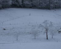 _R7_5686-schnee-marz-schafe-buetikofen-kirchberg