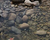 _R5_4655-emme-utzenstorf-restwasser-fische-km-8.5